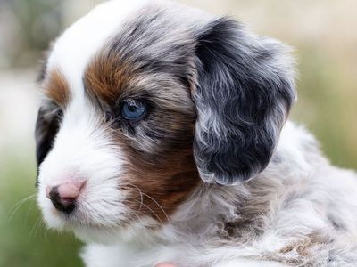 Mini Bernedoodles (AMD) Blue eyes