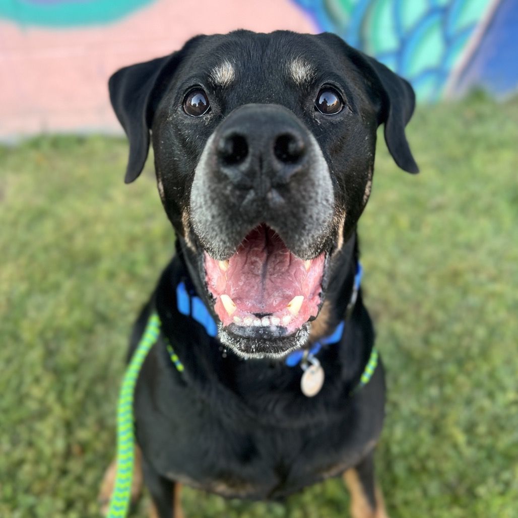 Hello my name is Ranger
