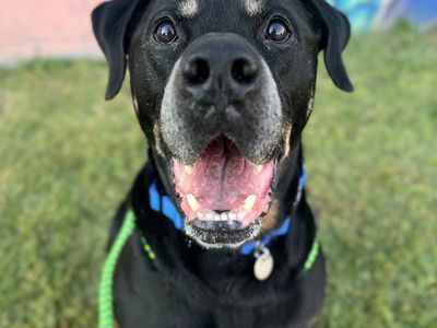 Hello my name is Ranger