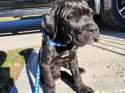 Black Cane Corso