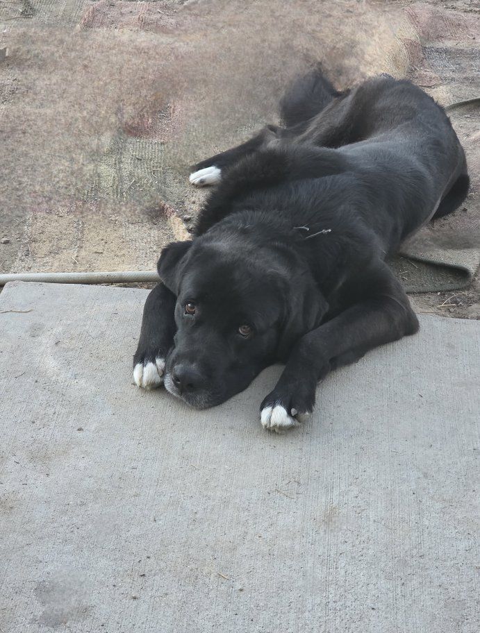 Labernard (Black Lab / Saint Bernard mix)