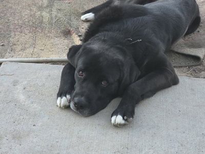 Labernard (Black Lab / Saint Bernard mix)