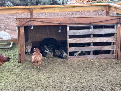 Kune Kune Boars (18 months old)