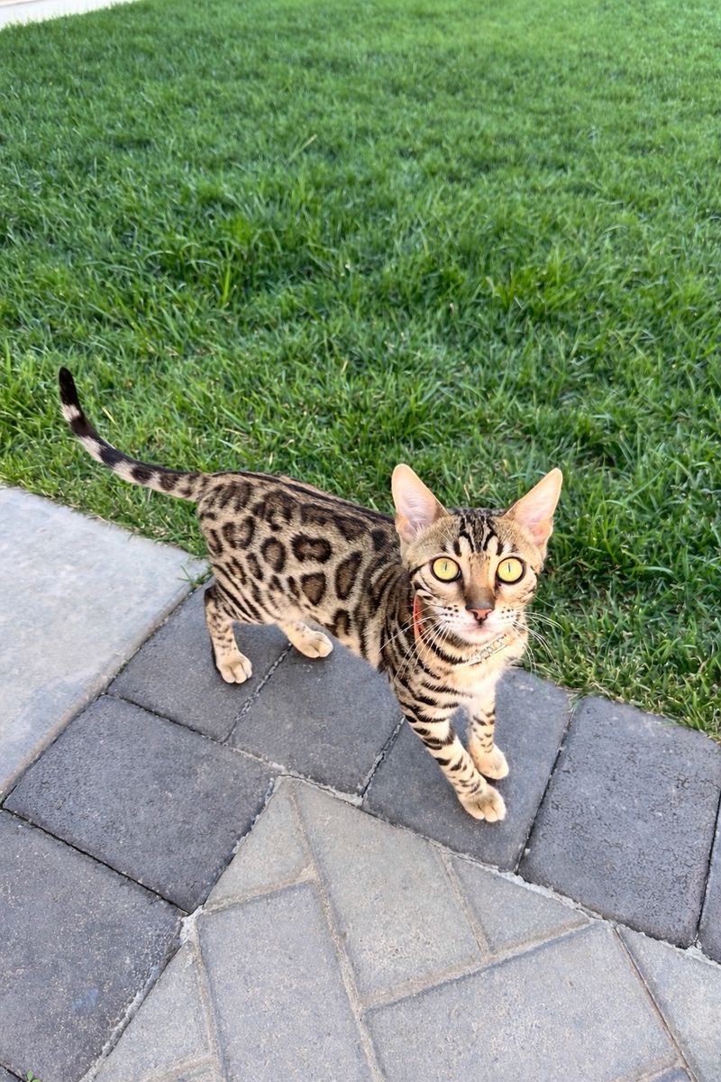 Two Female Bengal Kittens
