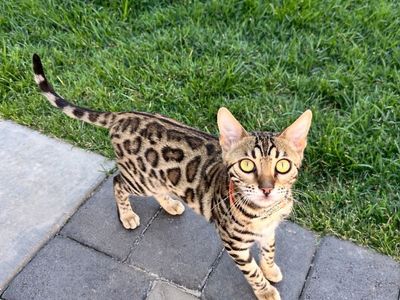Two Female Bengal Kittens
