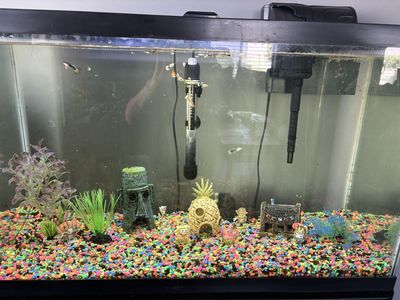 35 gal guppie tank
