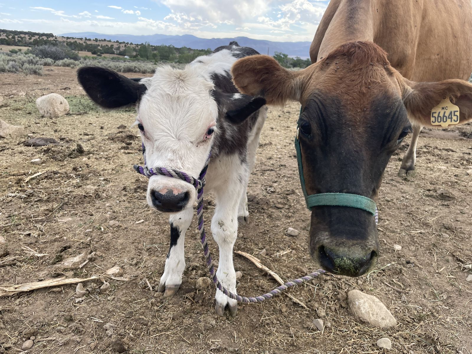 Jersey cow (in milk) paired with beef cross steer