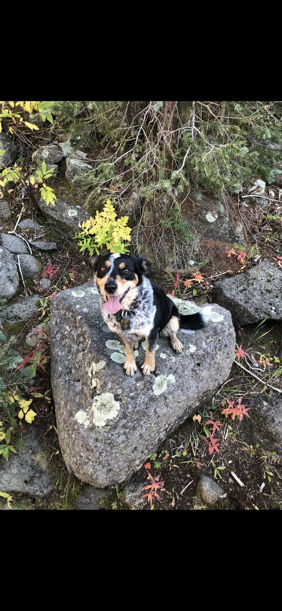 Aussie/Blue Heeler FREE