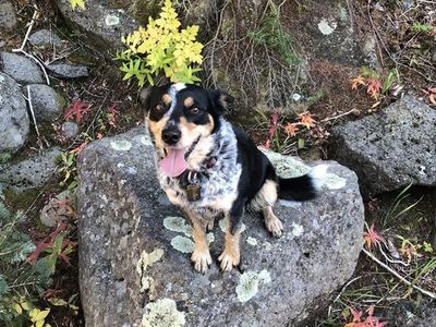 Aussie/Blue Heeler FREE