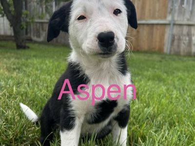 Female Border Collie Puppy