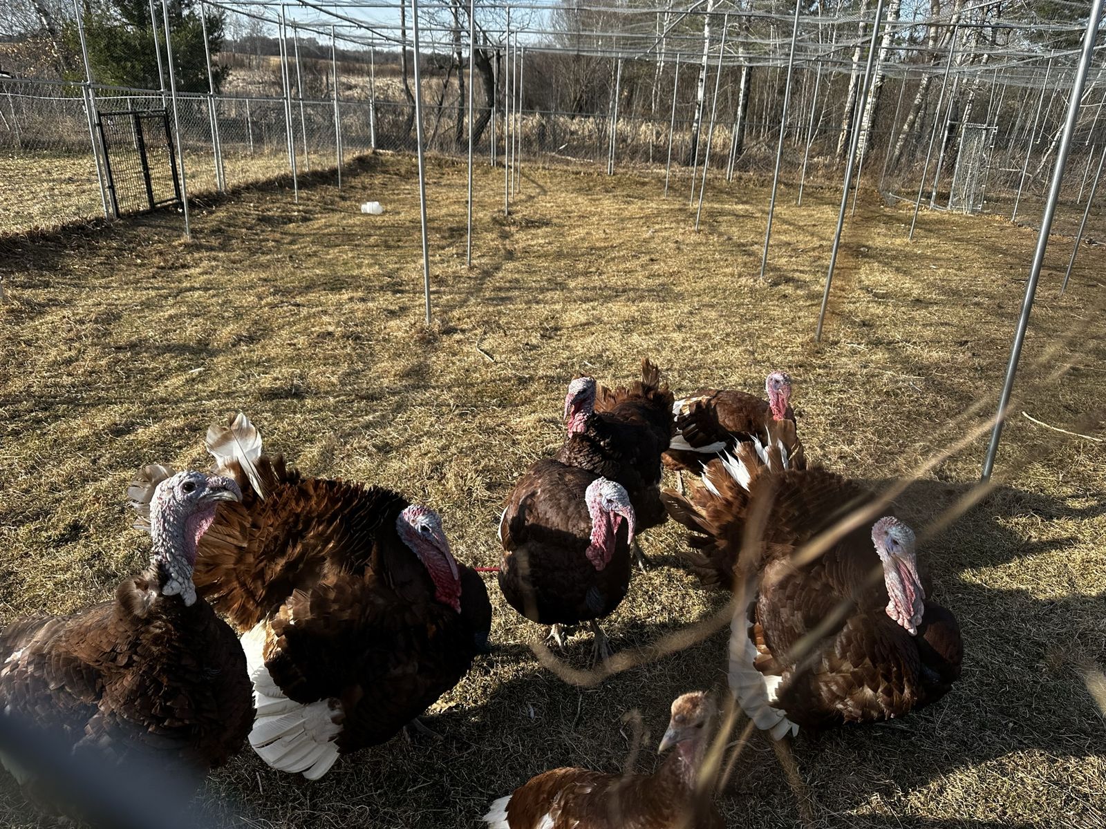 Turkey for sale
