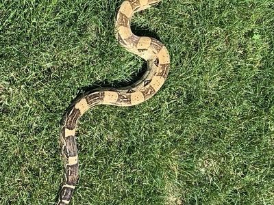 Snake For Sell