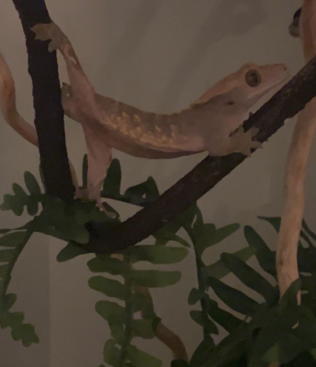 Crestie