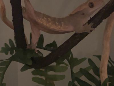 Crestie