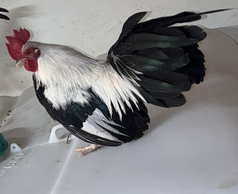 Old English Game Bantams