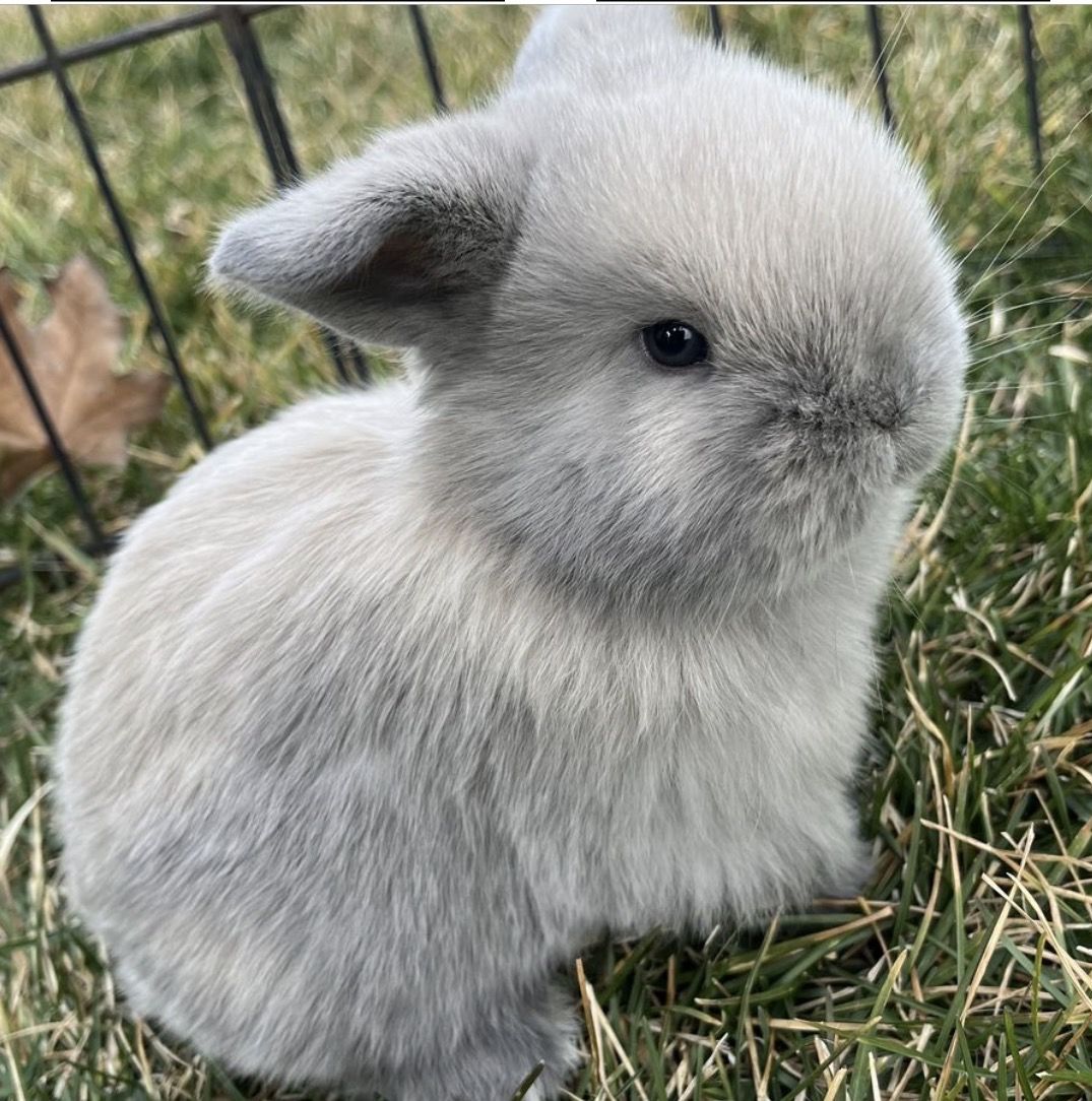 Gorgeous Lilac Holland Lop - Female