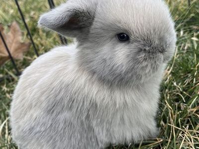 Gorgeous Lilac Holland Lop - Female
