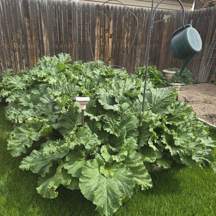 Organic Red Rhubarb love it