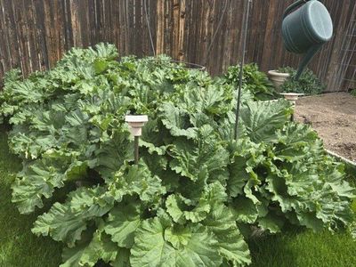 Organic Red Rhubarb love it