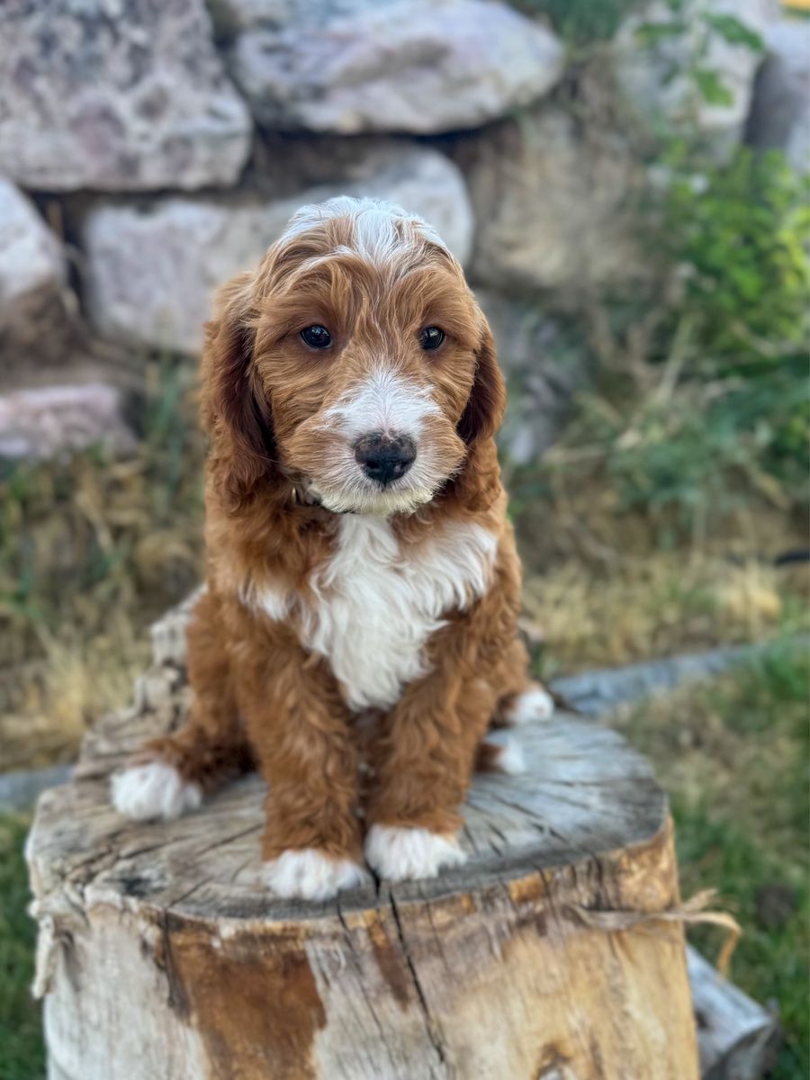 Mini goldendoodle F1bb, 15-30lbs, Red and white, doggy door trained,