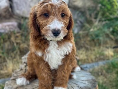 Mini goldendoodle F1bb, 15-30lbs, Red and white, doggy door trained,