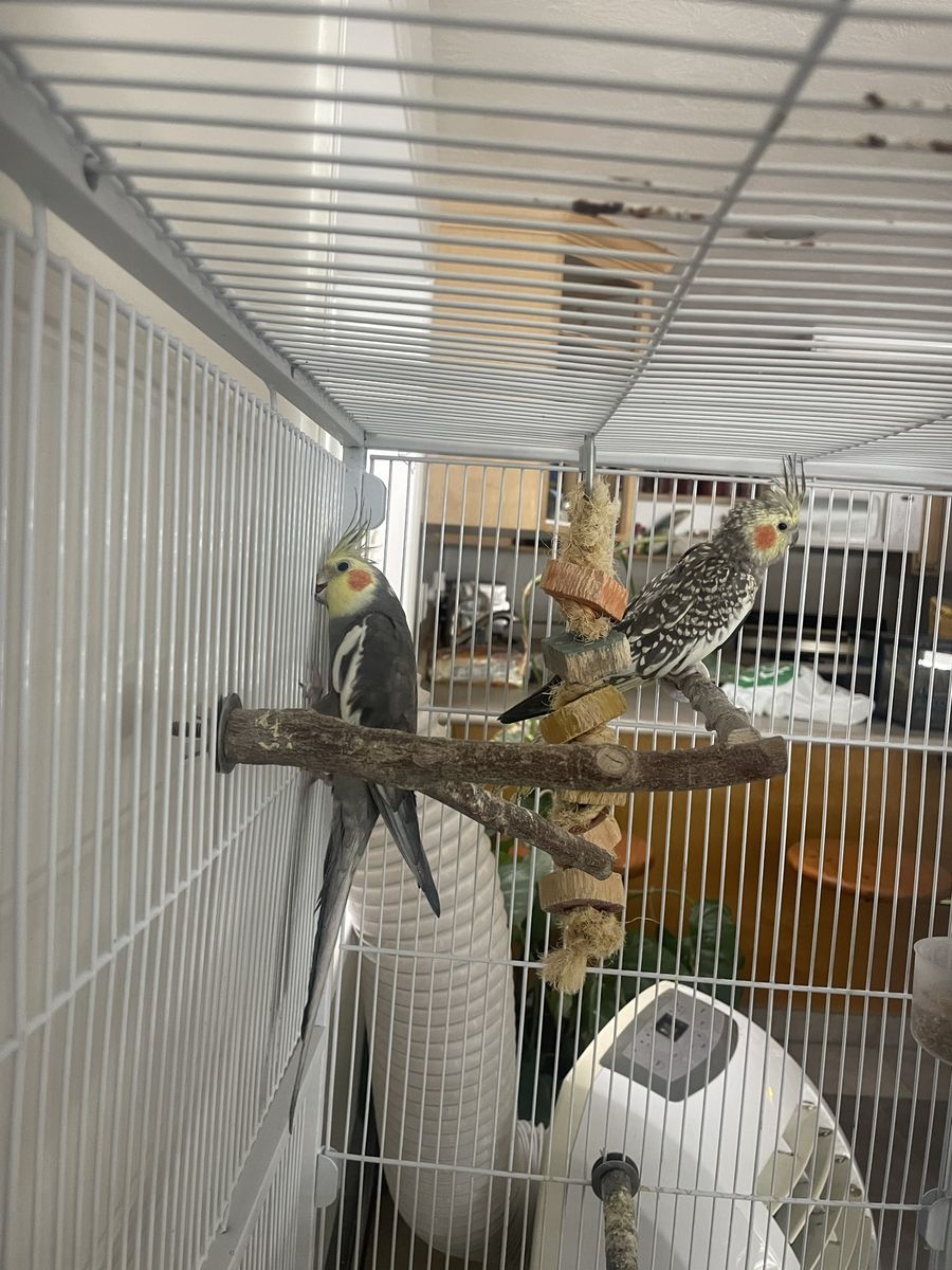 Breeding pair of cockatiels 