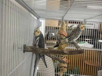 Breeding pair of cockatiels