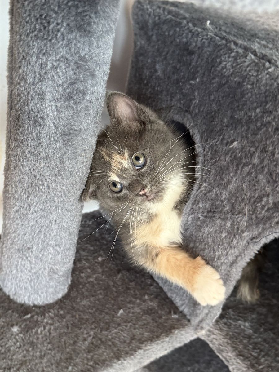 Ragdoll Maine Coon Mix Calico Kitten