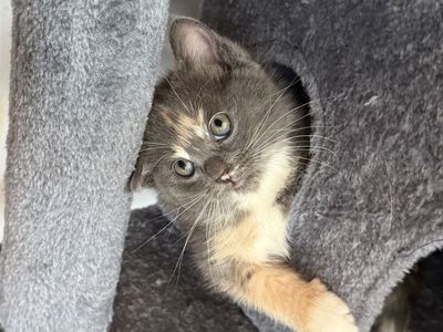 Ragdoll Maine Coon Mix Calico Kitten