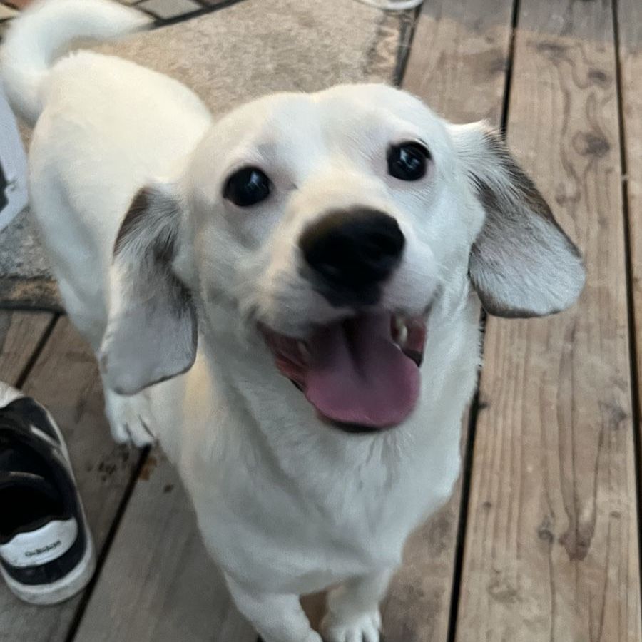 Rehoming Cooper