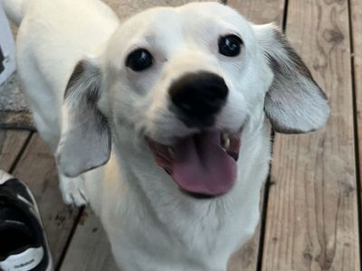 Rehoming Cooper