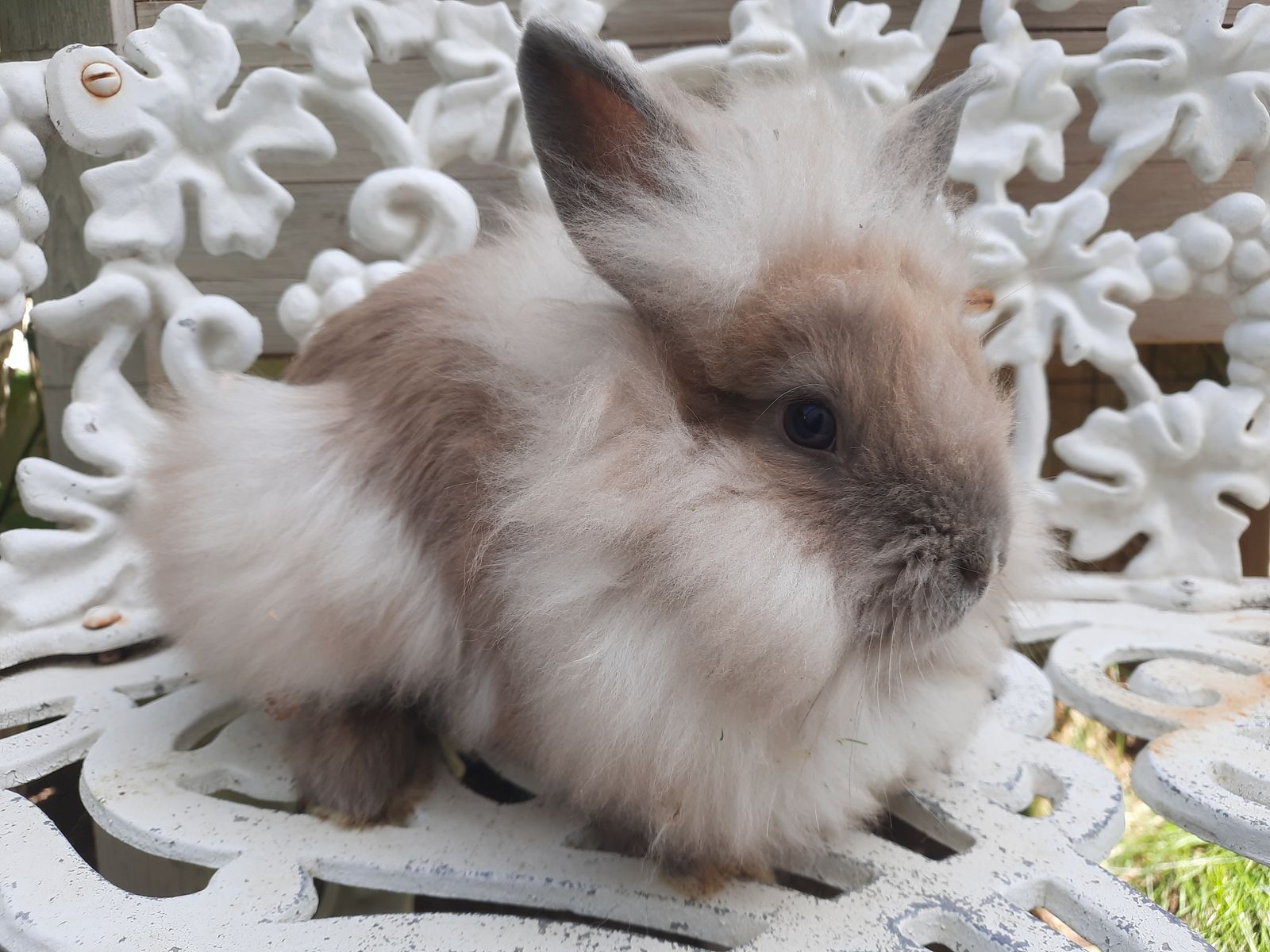 Angora Mix Bunny-Buck