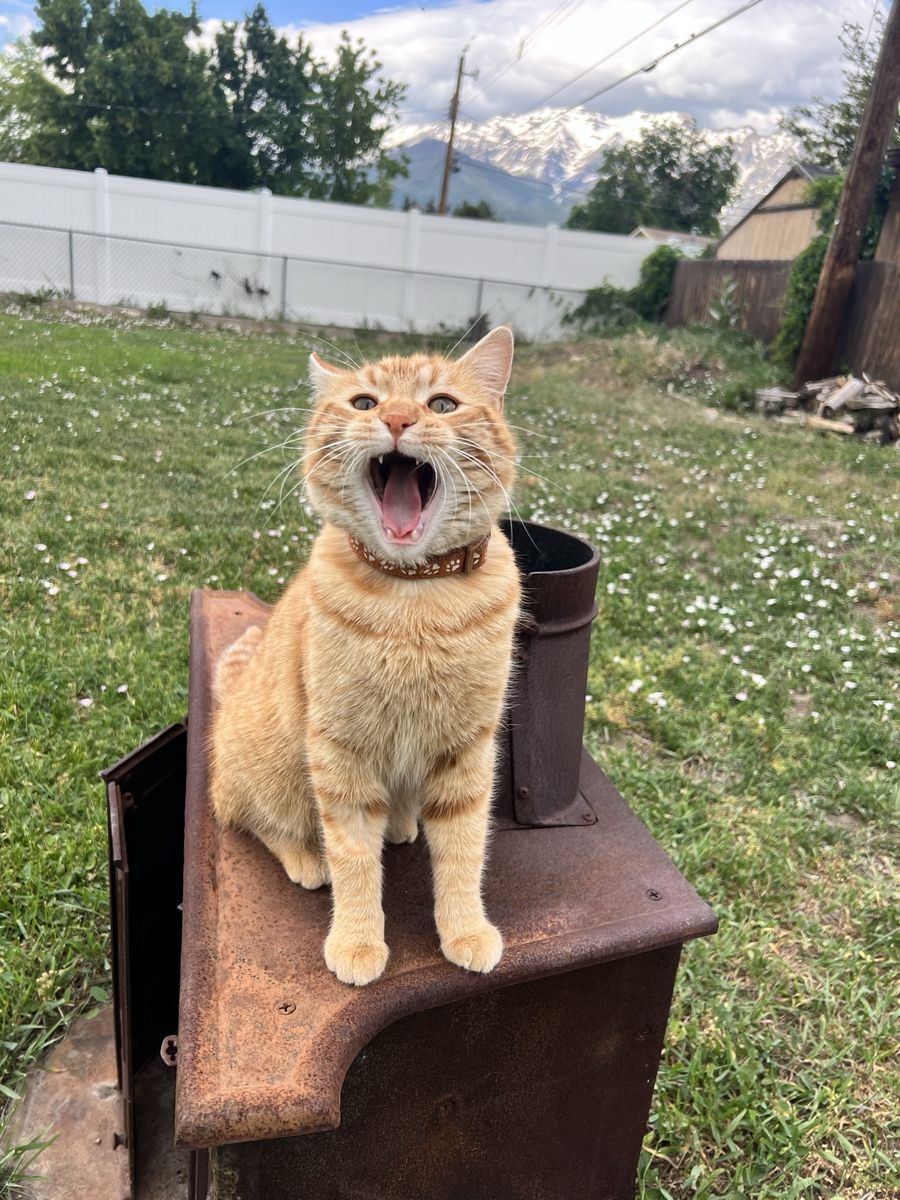 Loving Indoor/Outdoor Orange Cat Needs a New Home