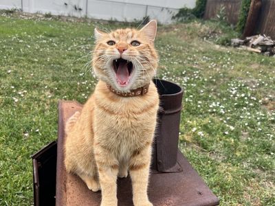 Loving Indoor/Outdoor Orange Cat Needs a New Home