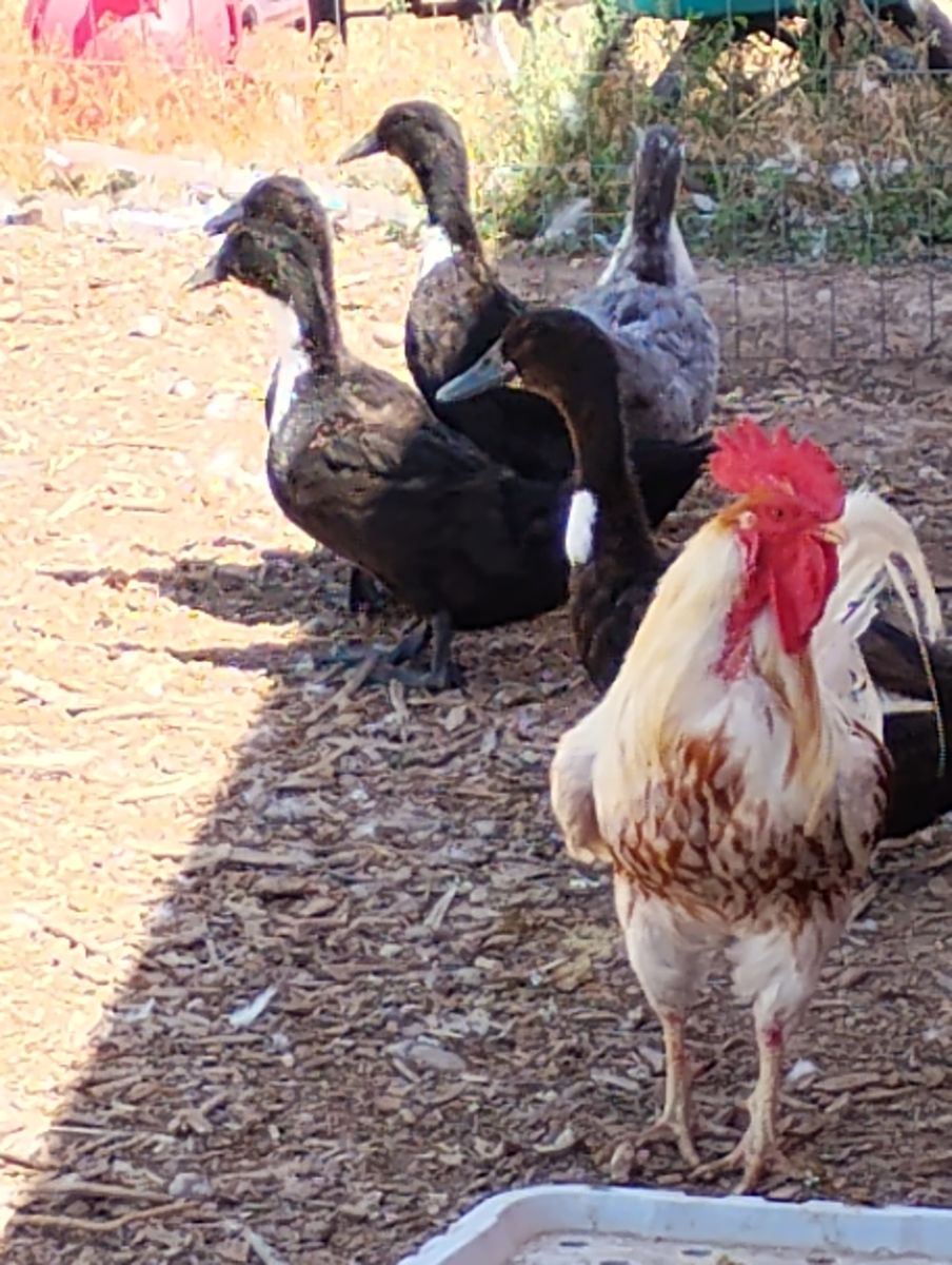 Free Roosters