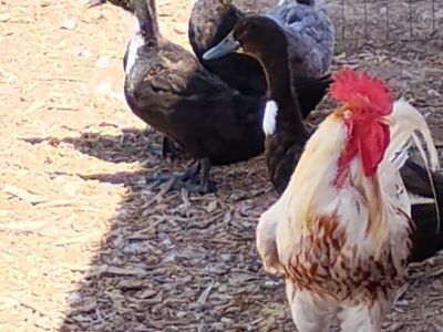 Free Roosters