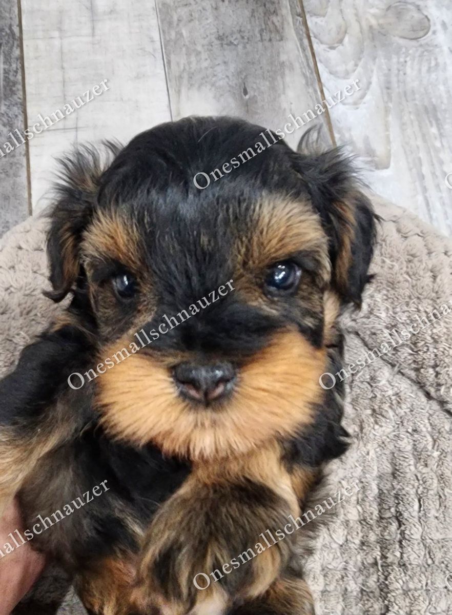 Toy size Schnauzers Rare colors Boy and Girl.