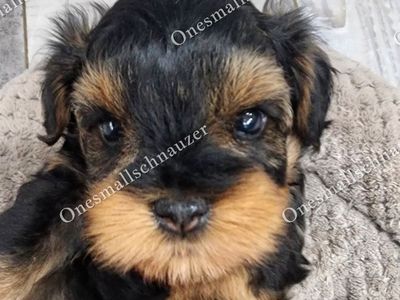 Toy size Schnauzers Rare colors Boy and Girl.