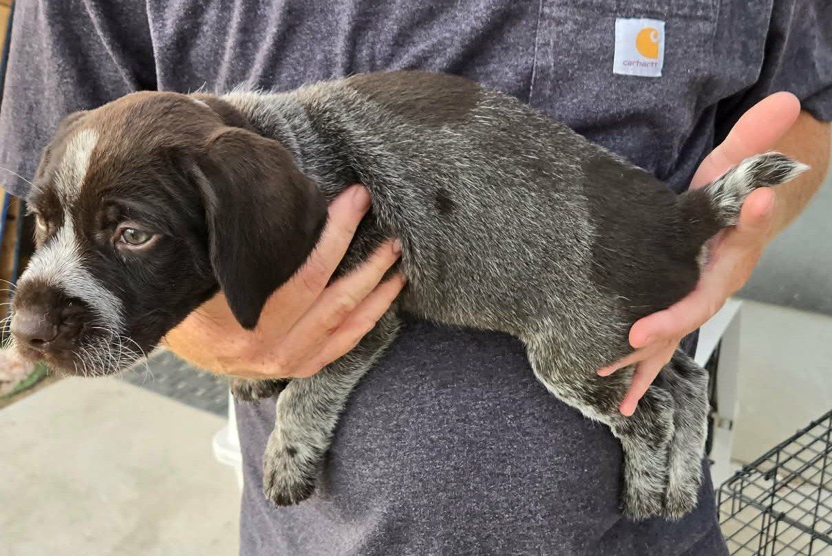 German Wirehaired Pointer pups