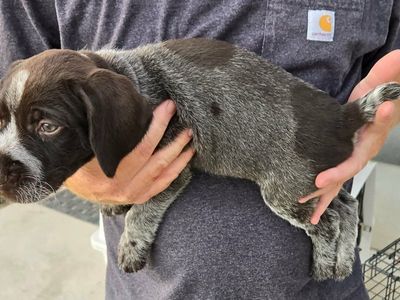 German Wirehaired Pointer pups