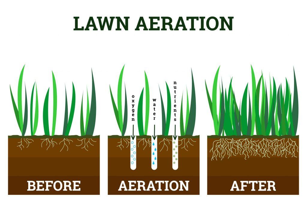 Lawn Aeration