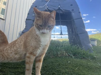 Free Adorable barn cats