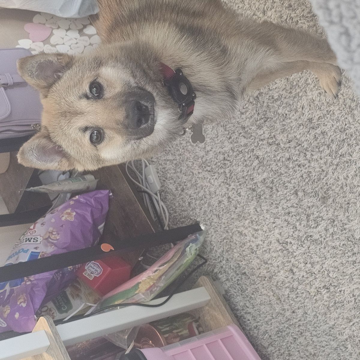 Lost Dog