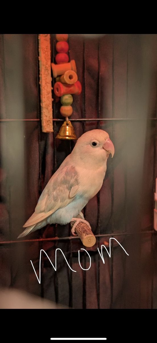 Baby love birds