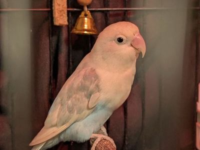Baby love birds