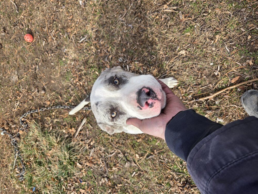 11 month old staffy mix free