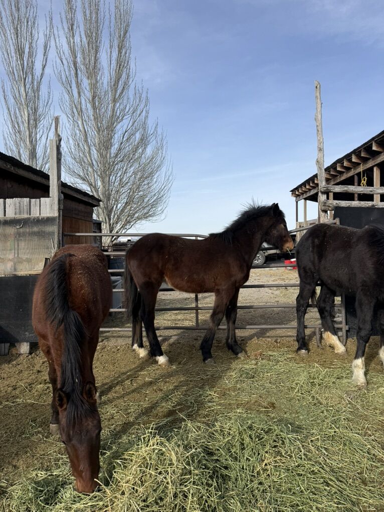 2025 Part Draft Colt