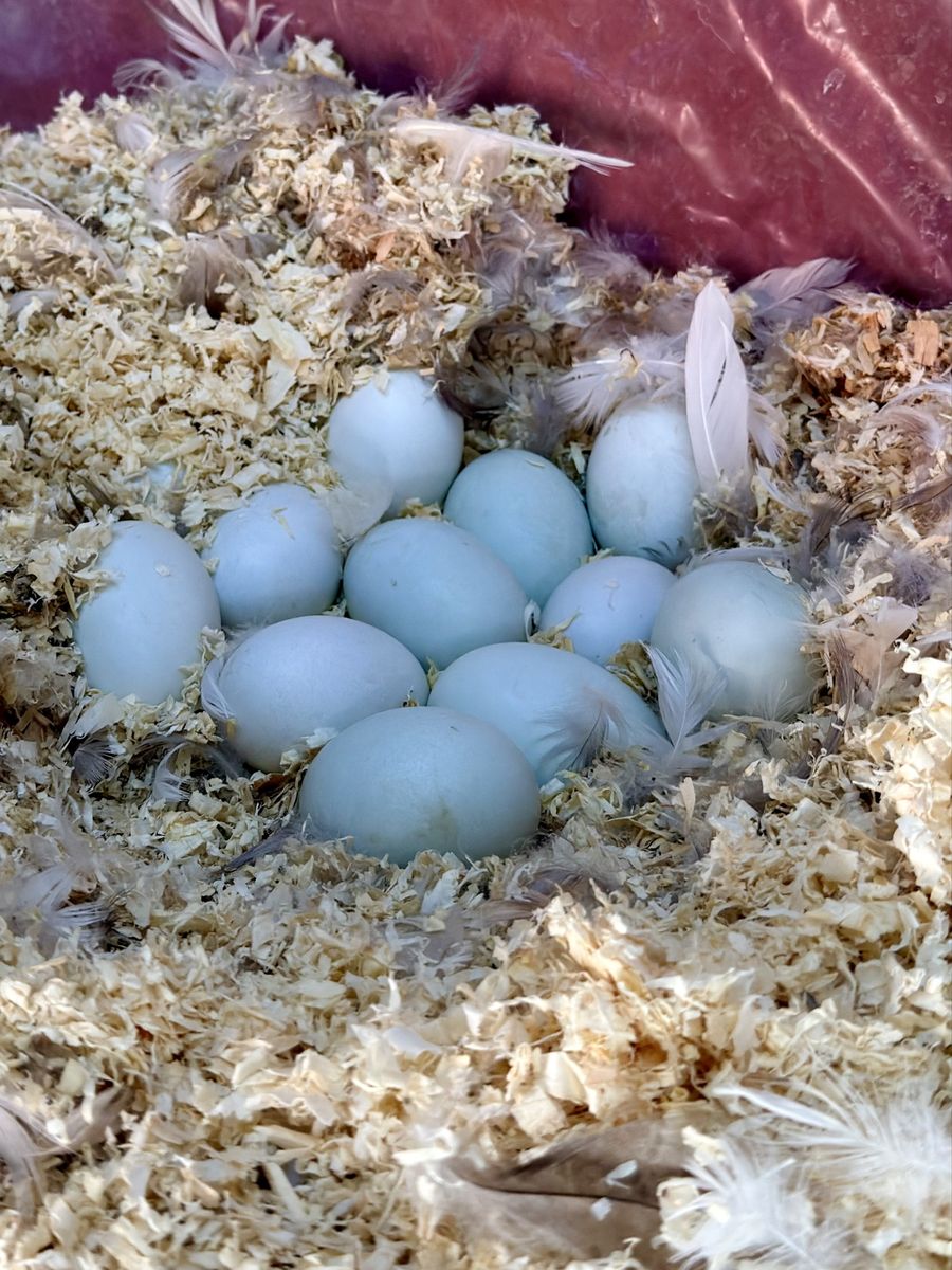 Baby Runner Ducks (Taking Orders)