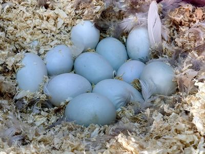 Baby Runner Ducks (Taking Orders)