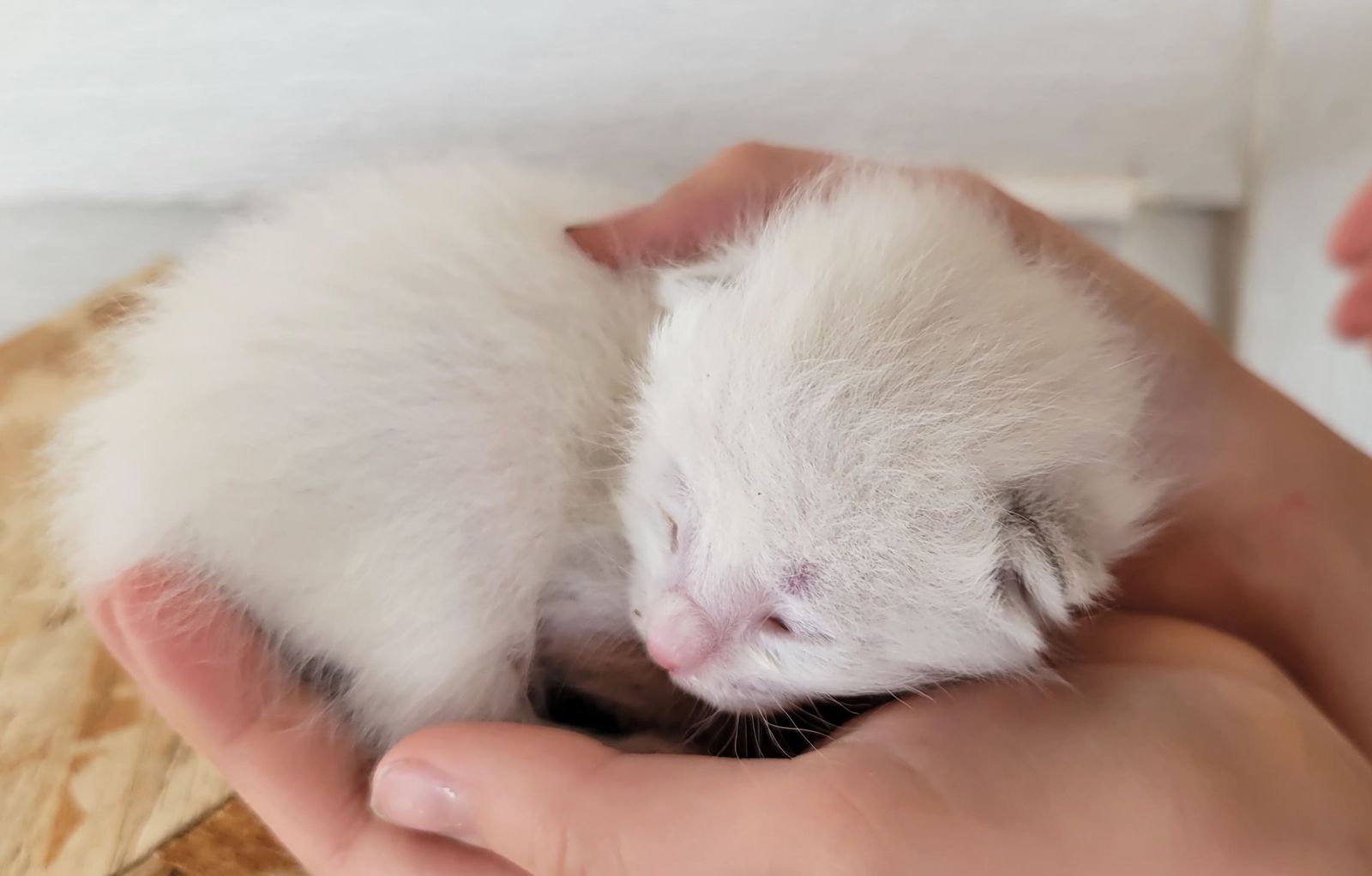 RAGDOLL Mix Kittens